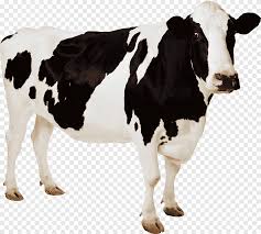 vaca